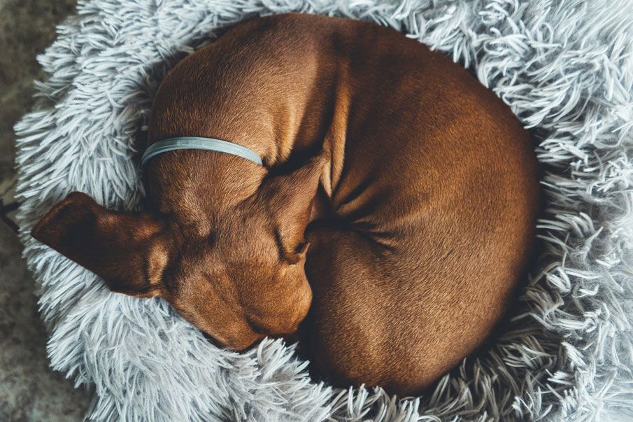 Dog in Bed