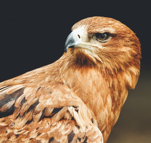 Hawk Conservancy
